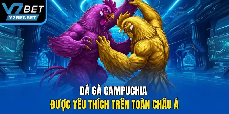 Đá gà Campuchia được yêu thích trên toàn châu Á