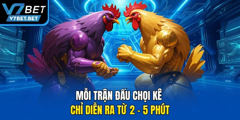 Mỗi trận đấu chọi kê chỉ diễn ra từ 2 - 5 phút